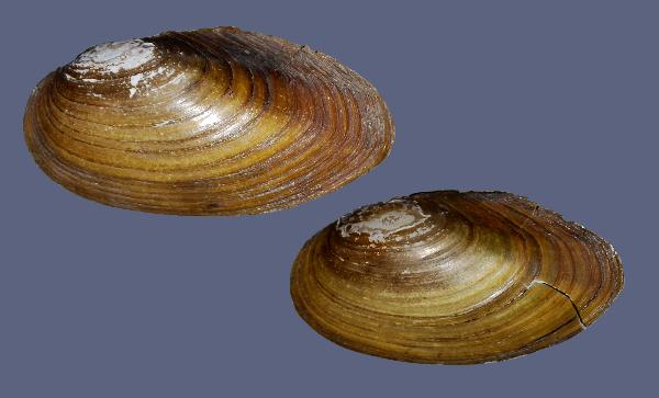 Photo of Anodonta kennerlyi by <a href="http://www.mollus.ca/">Robert  Forsyth</a>